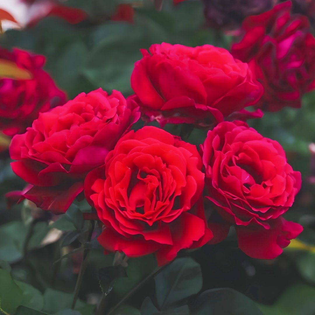 Summer Sangria Rose Plant｜魔法红鞋 image 2