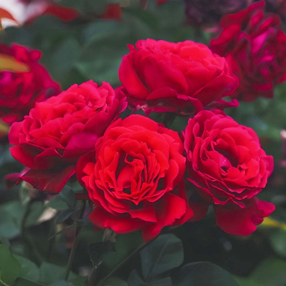 Summer Sangria Rose Plant｜魔法红鞋 image 2