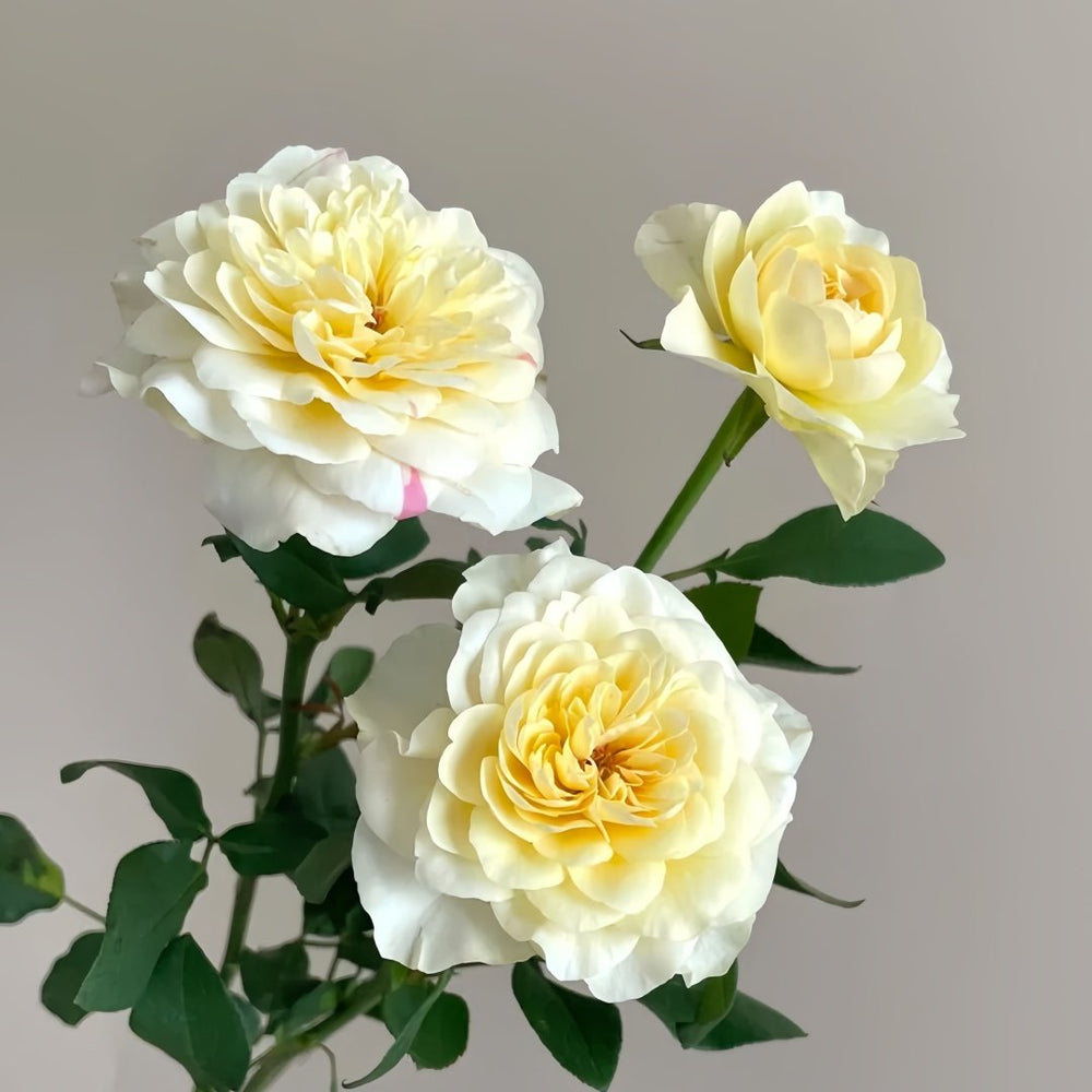 Yellow Mikoto Rose Plant|黄美琴 image 4