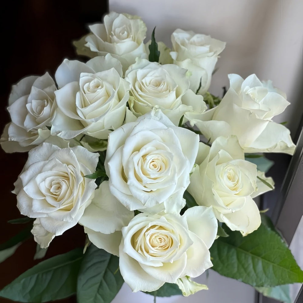Albatross Rose Plant｜信天翁 image 6