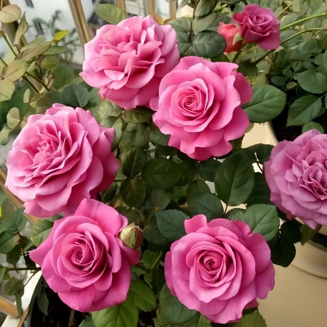 Pluto King Terrazza Rose Plant| 冥王星阳台 image 5