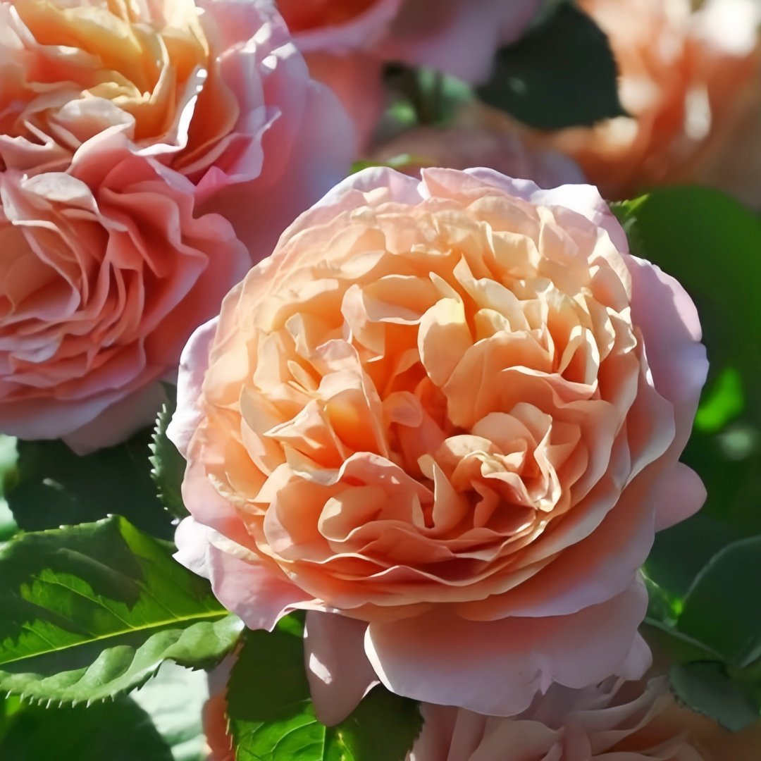 Partner Rose Plant｜伴侣 image 5