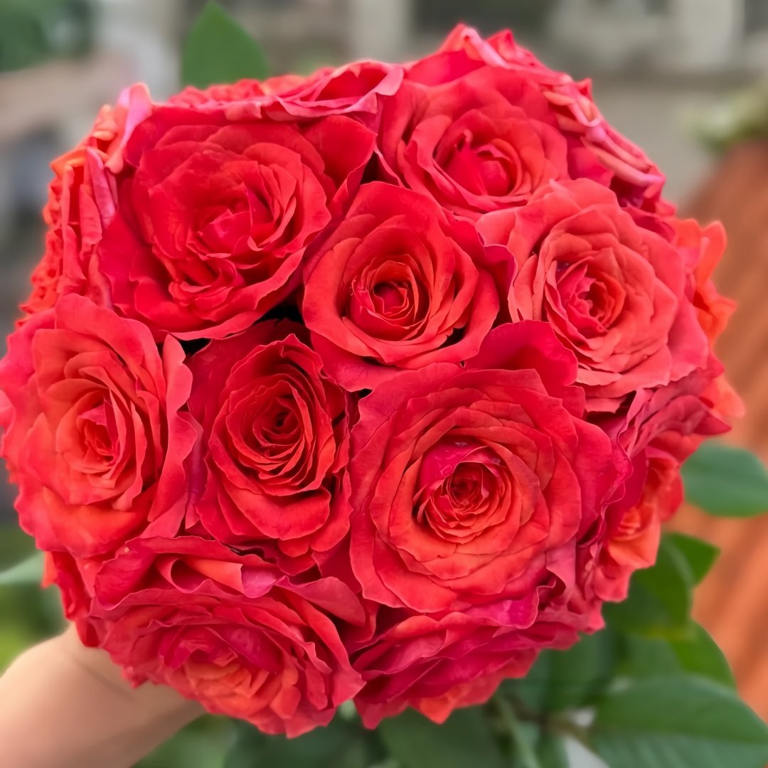 Hard Rock Rose Plant｜摇滚乐 image 9