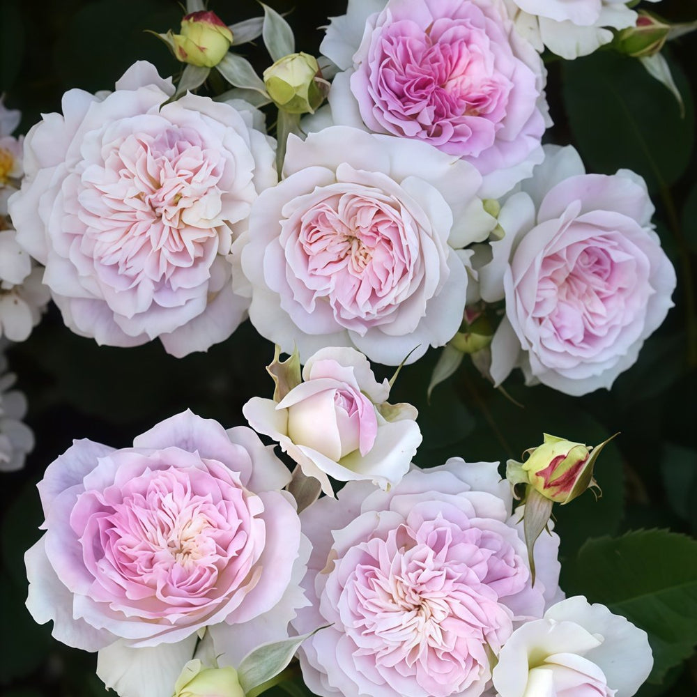 Kírkē Rose Plant｜瑟西 image 6