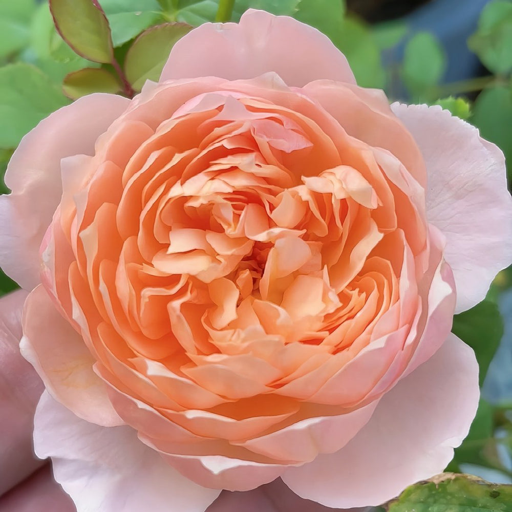 XingRang Rose Plant | 杏让 image 3