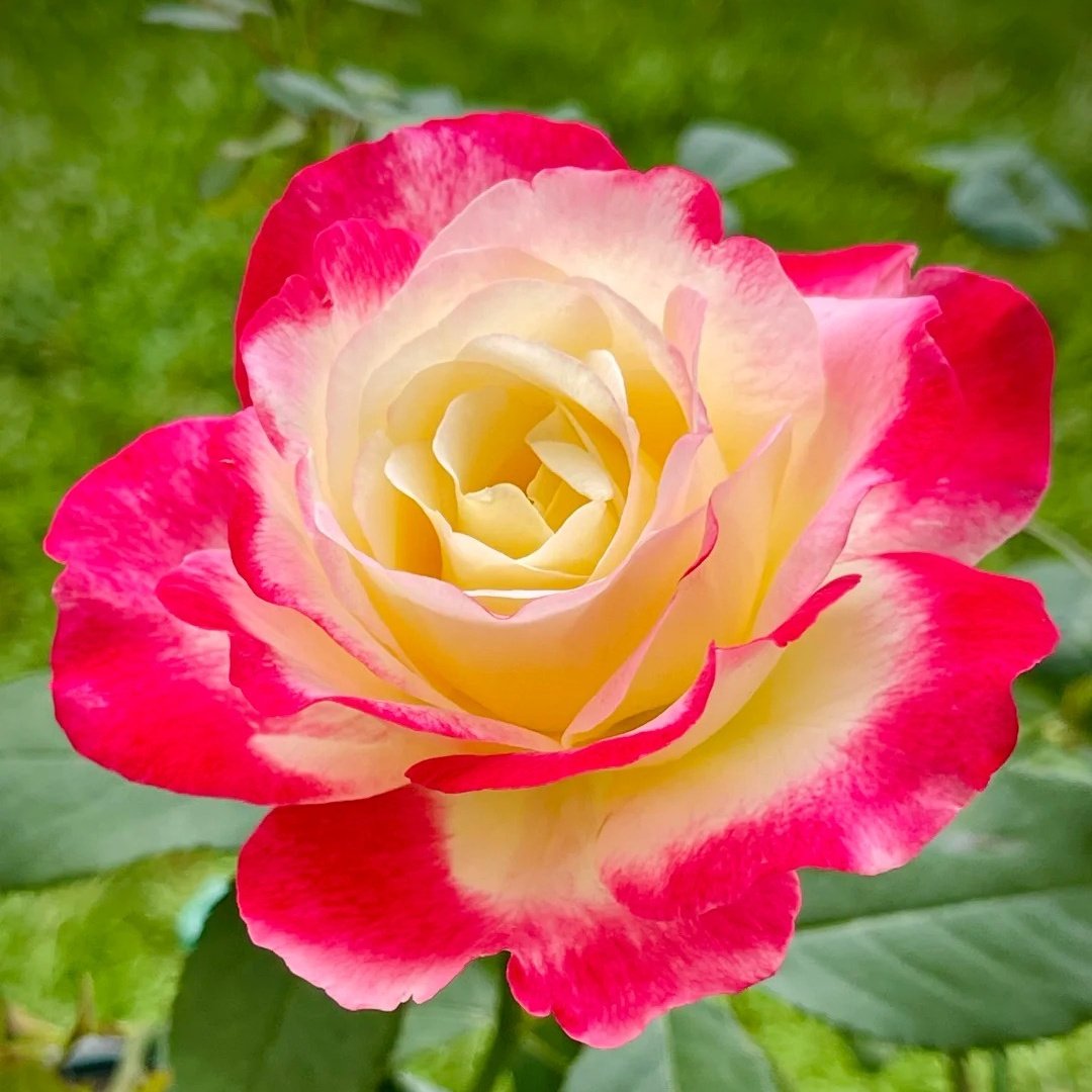 Double Delight Rose Plant｜红双喜 image 5