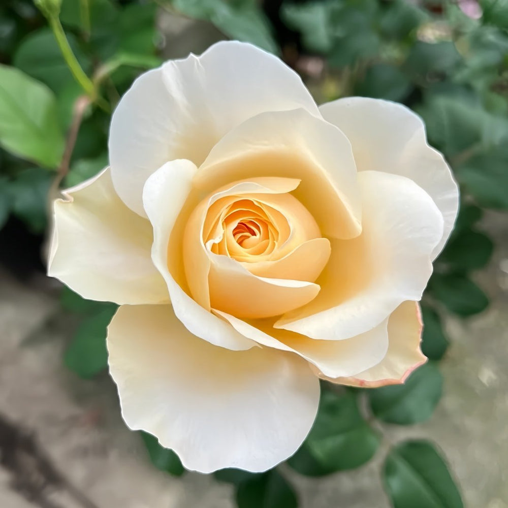 Eugenie Rose Plant｜尤金妮 image 3