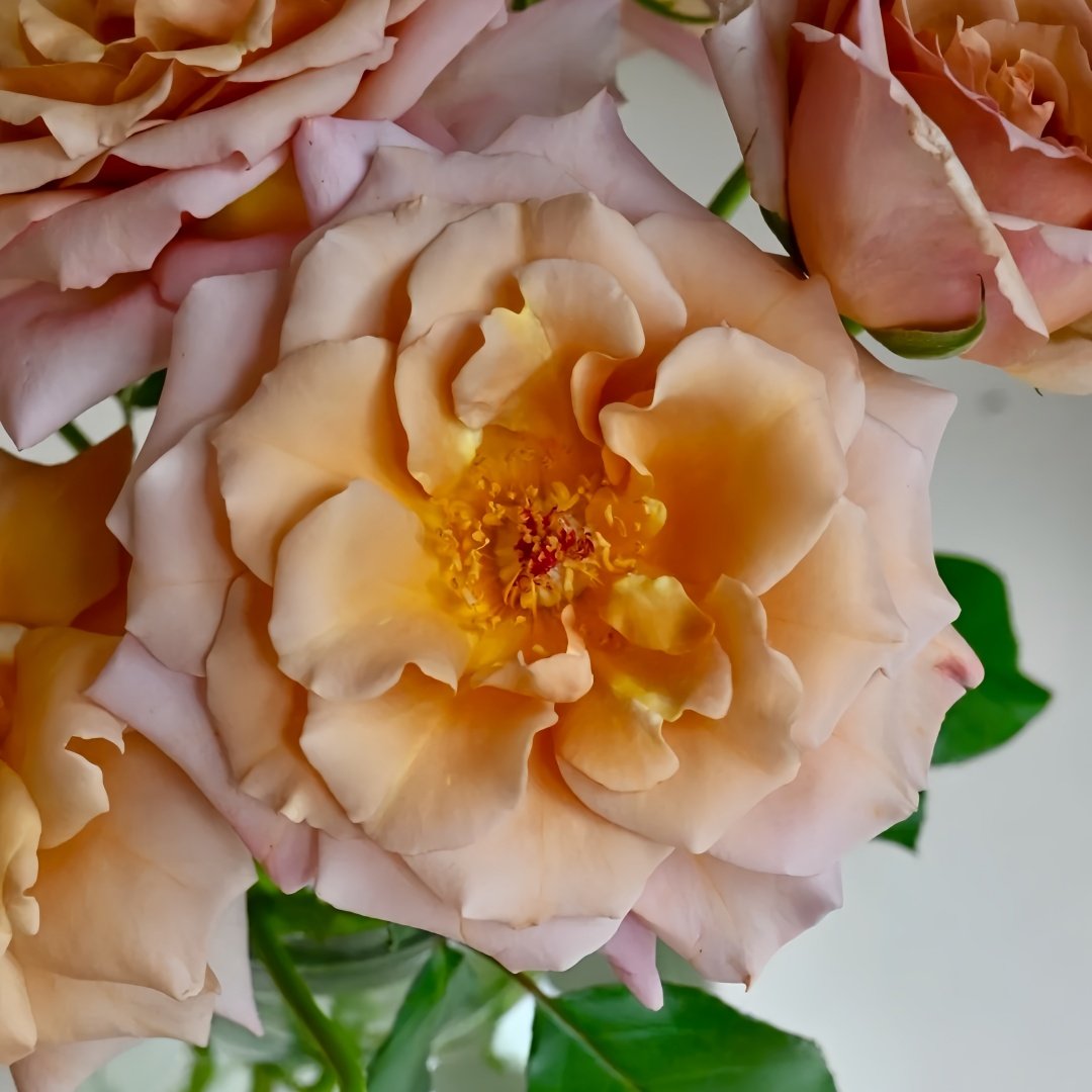 Tresor Rose Plant｜珍爱之宝 image 6