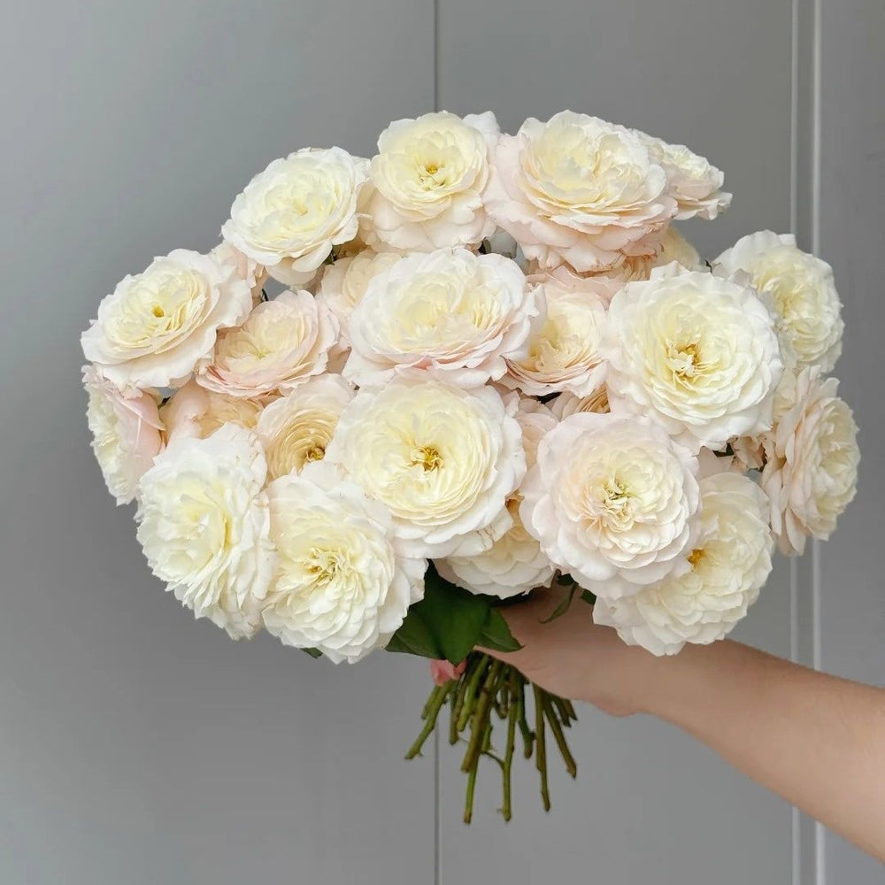 Jolie Fille Rose Plant|可爱少女 image 8