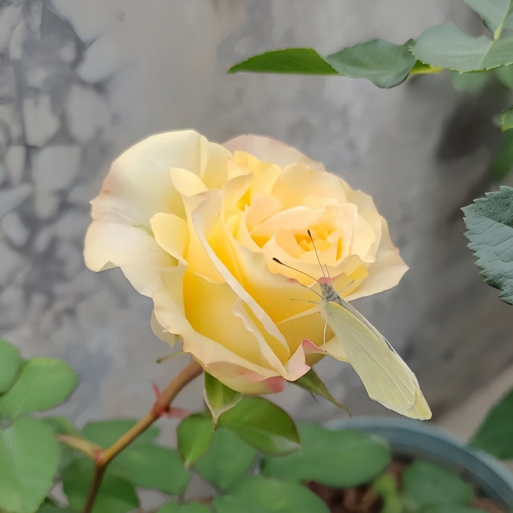 Creamy Reeva Rose Plant｜奶油丽娃 image 7