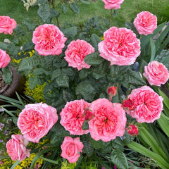 London Eye Rose Plant|伦敦眼 image 3