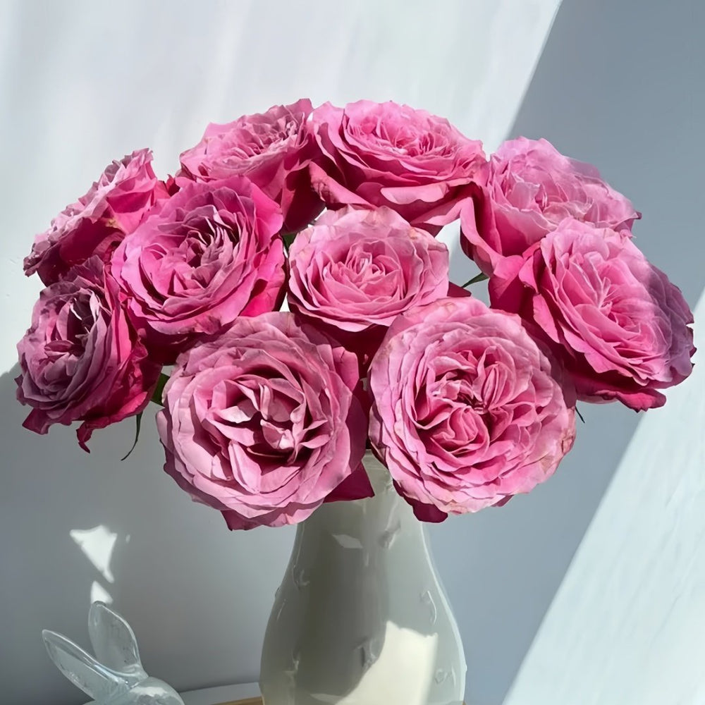 All four love Rose Plant｜四爱 image 6