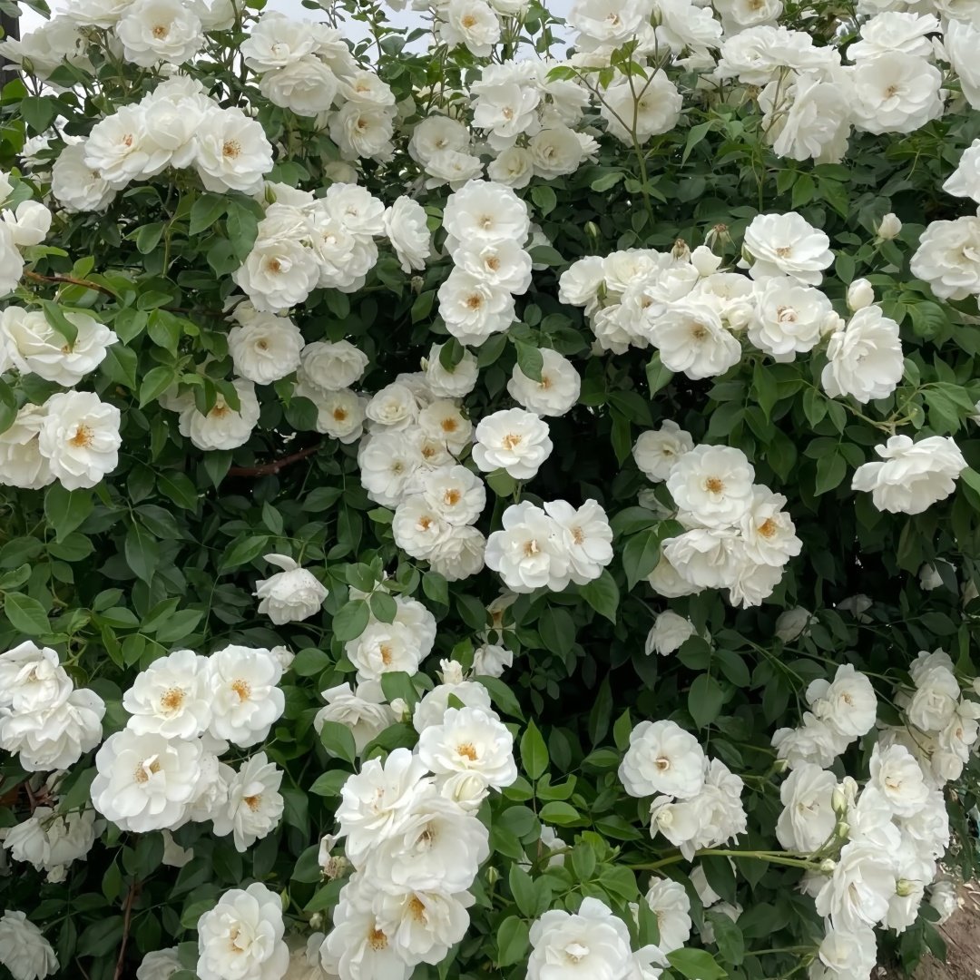 Iceberg Climbing Rose Plant｜藤冰山 image 7