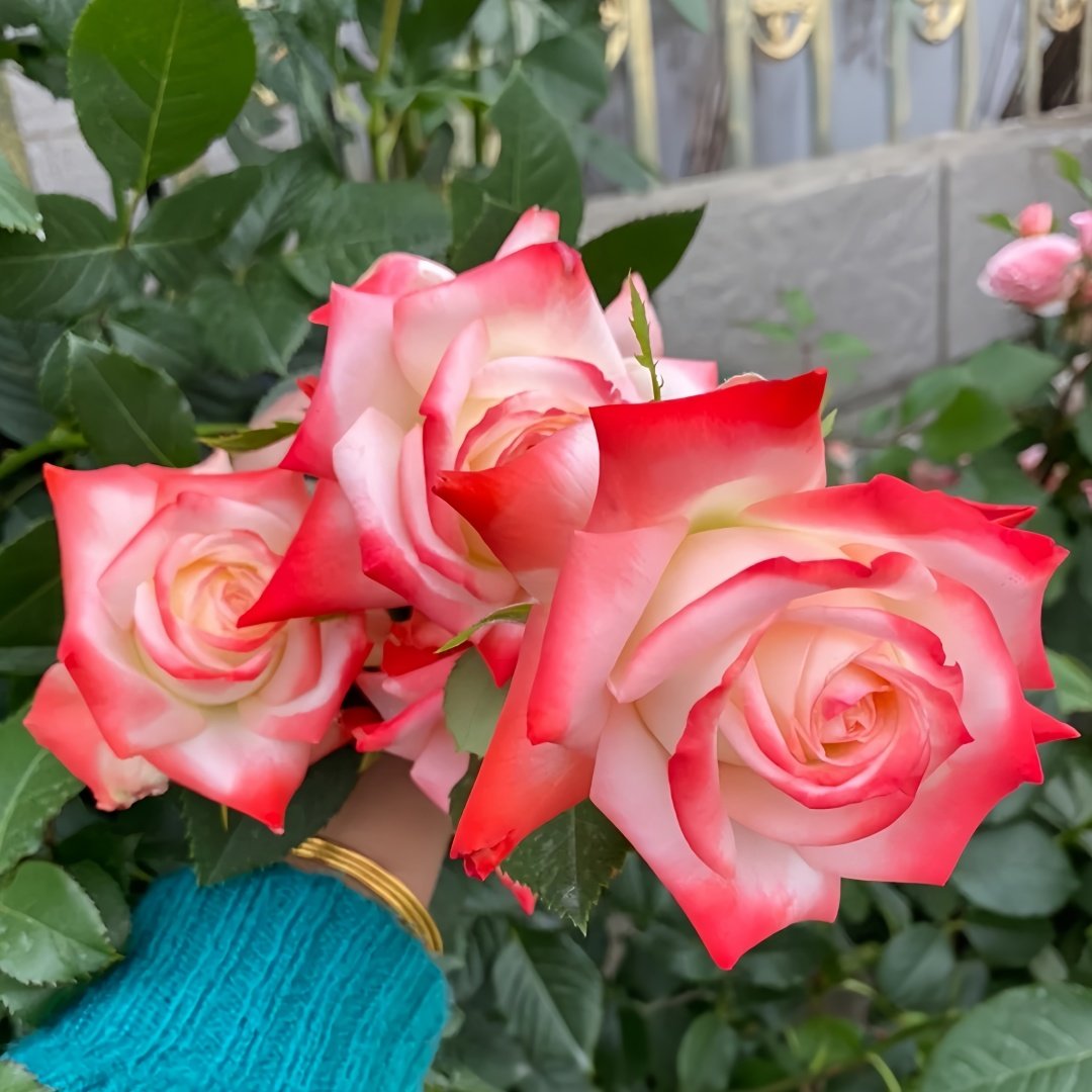 Imperatrice Farah Rose Plant | 法拉皇后 image 7