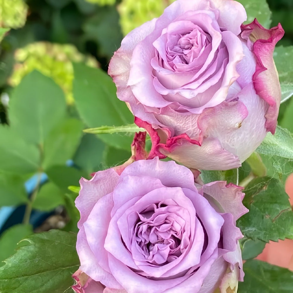 Dolcetto Rose Plant | 多姿桃 image 6