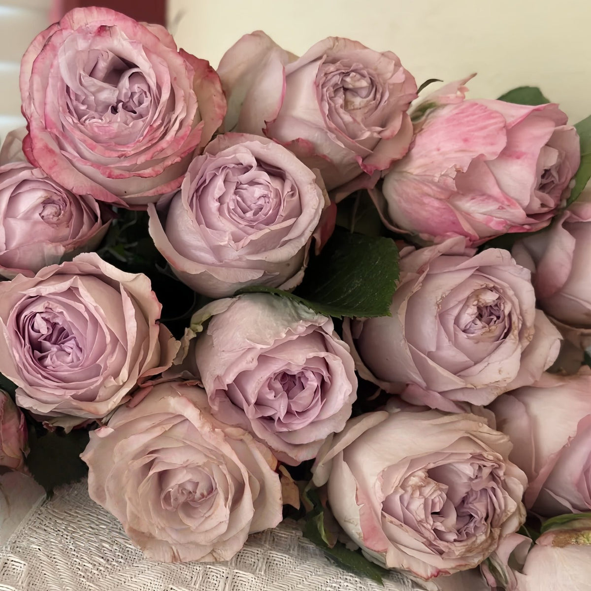Shades of Grey Rose Plant| 灰色阴影 image 0