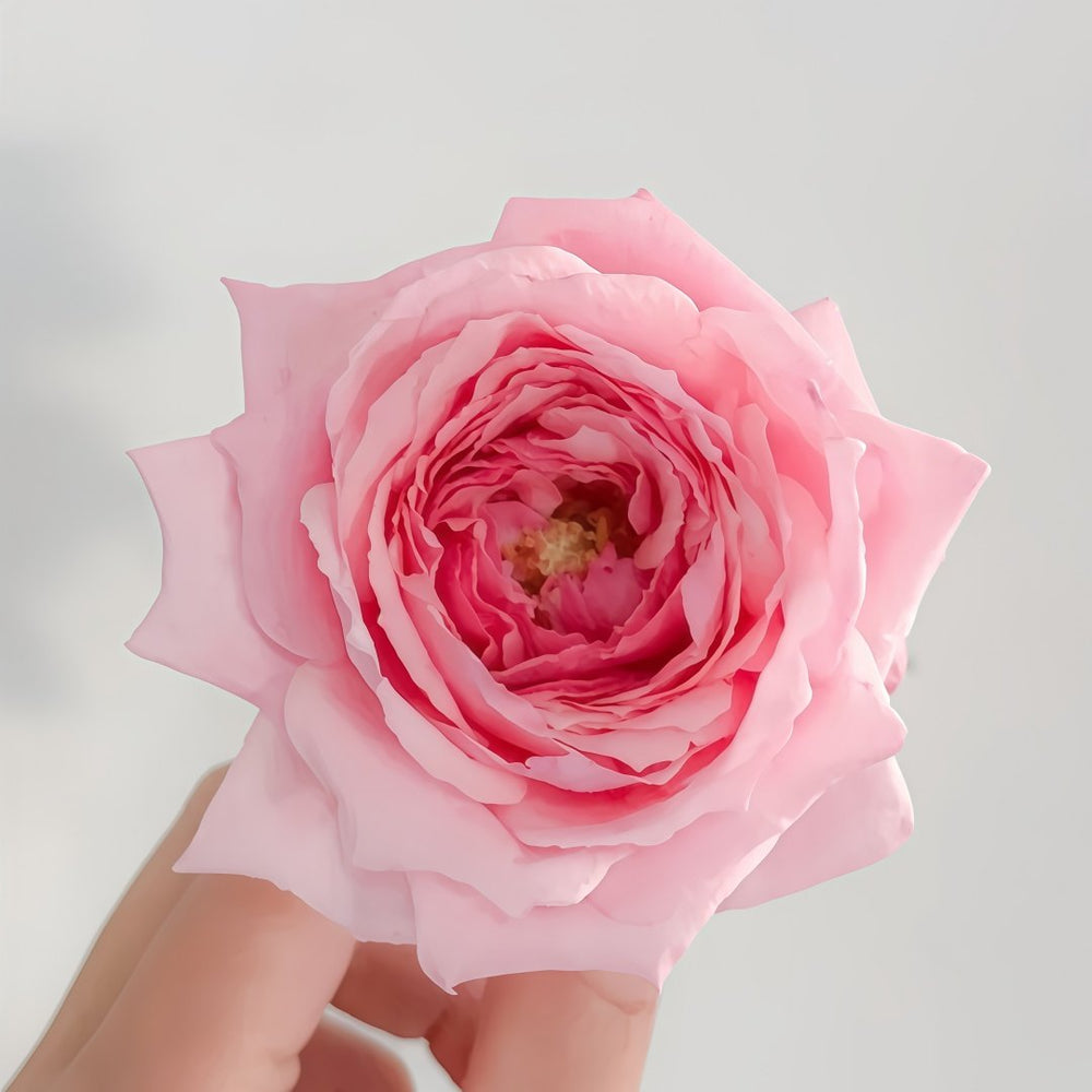 Bel Canto Rose Plant｜美声唱法 image 3