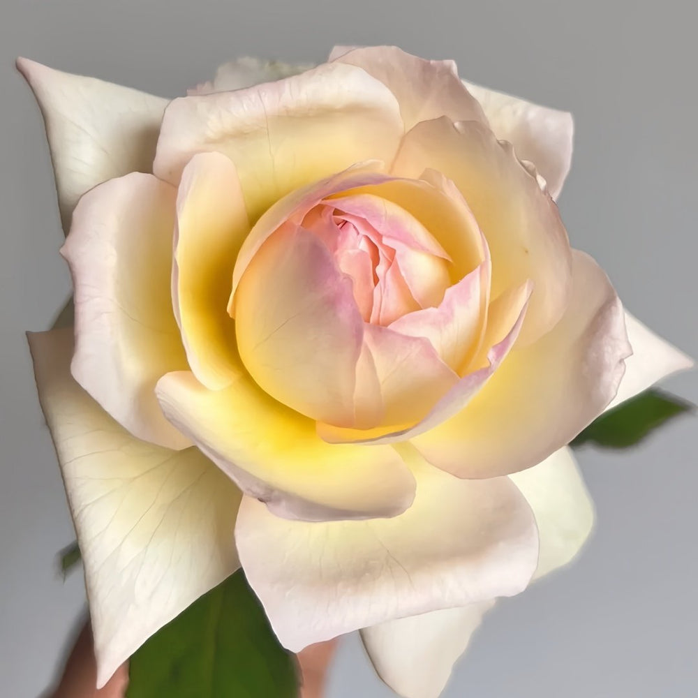 Avekutowa Rose Plant｜与你同在 image 4