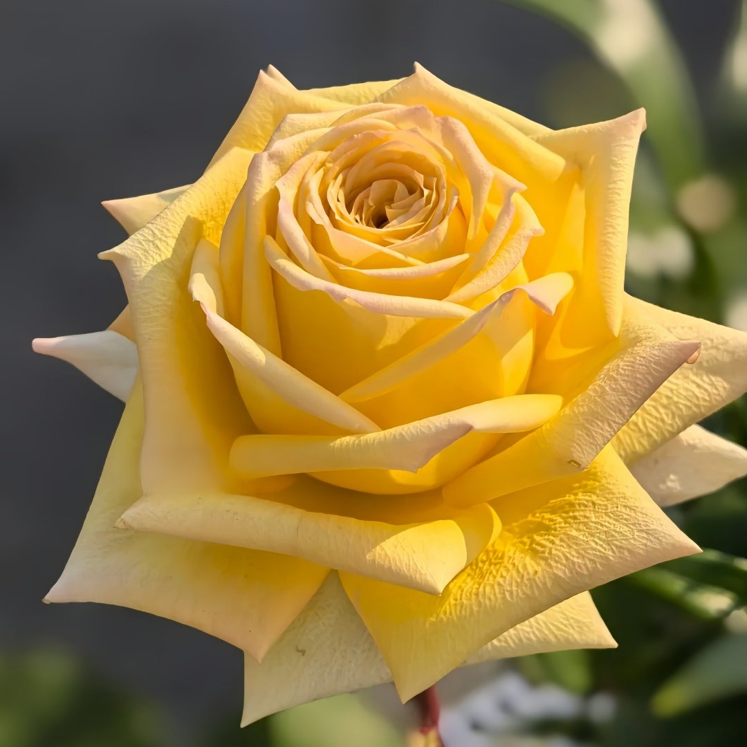 Spoiler Rose Plant｜捣蛋鬼 image 7