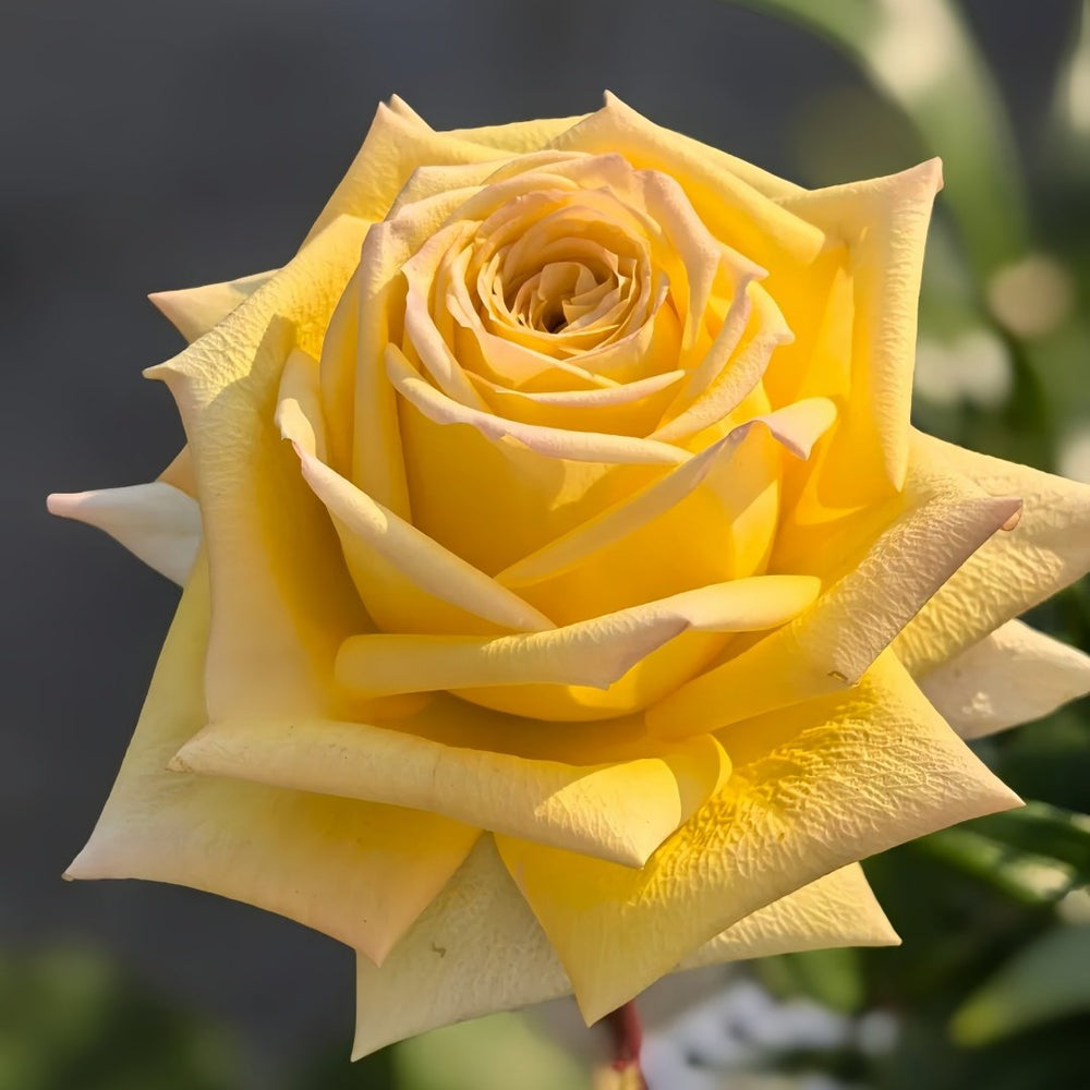 Spoiler Rose Plant｜捣蛋鬼 image 7