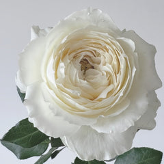 Snowball Forever Rose Plant|永恒之雪 image 0