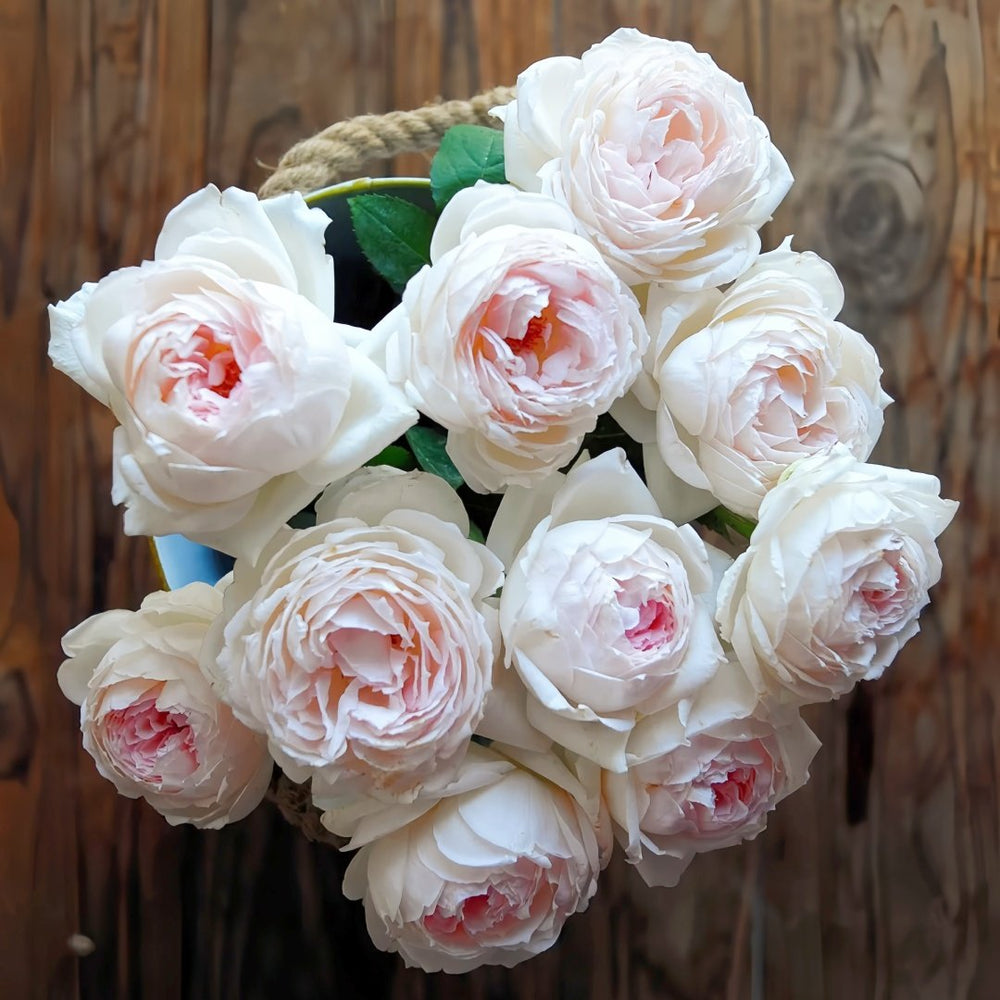 Light Makeup Rose Plant|薄化妆 image 8