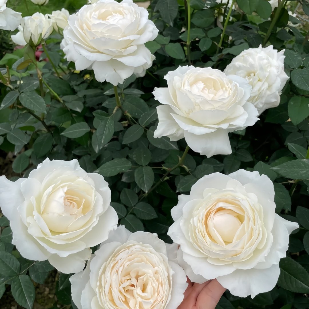 Princess Miyuki Rose Plant｜美雪公主 image 7