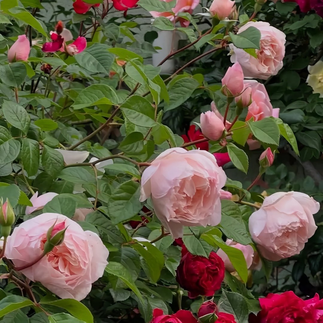 The Generous Gardener Rose Plant|慷慨的园丁 image 7