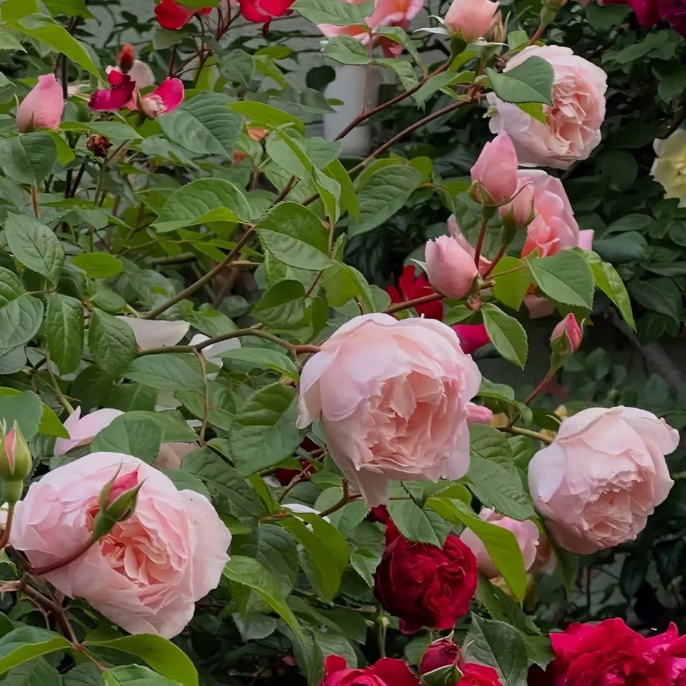 The Generous Gardener Rose Plant|慷慨的园丁 image 7