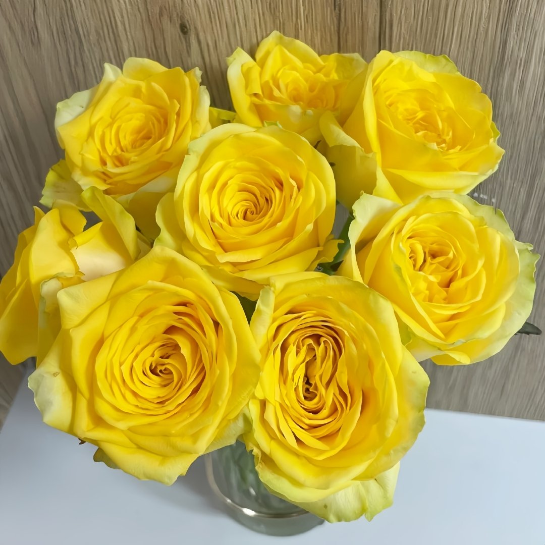 Moonwalk Rose Plant｜月光漫步 image 6