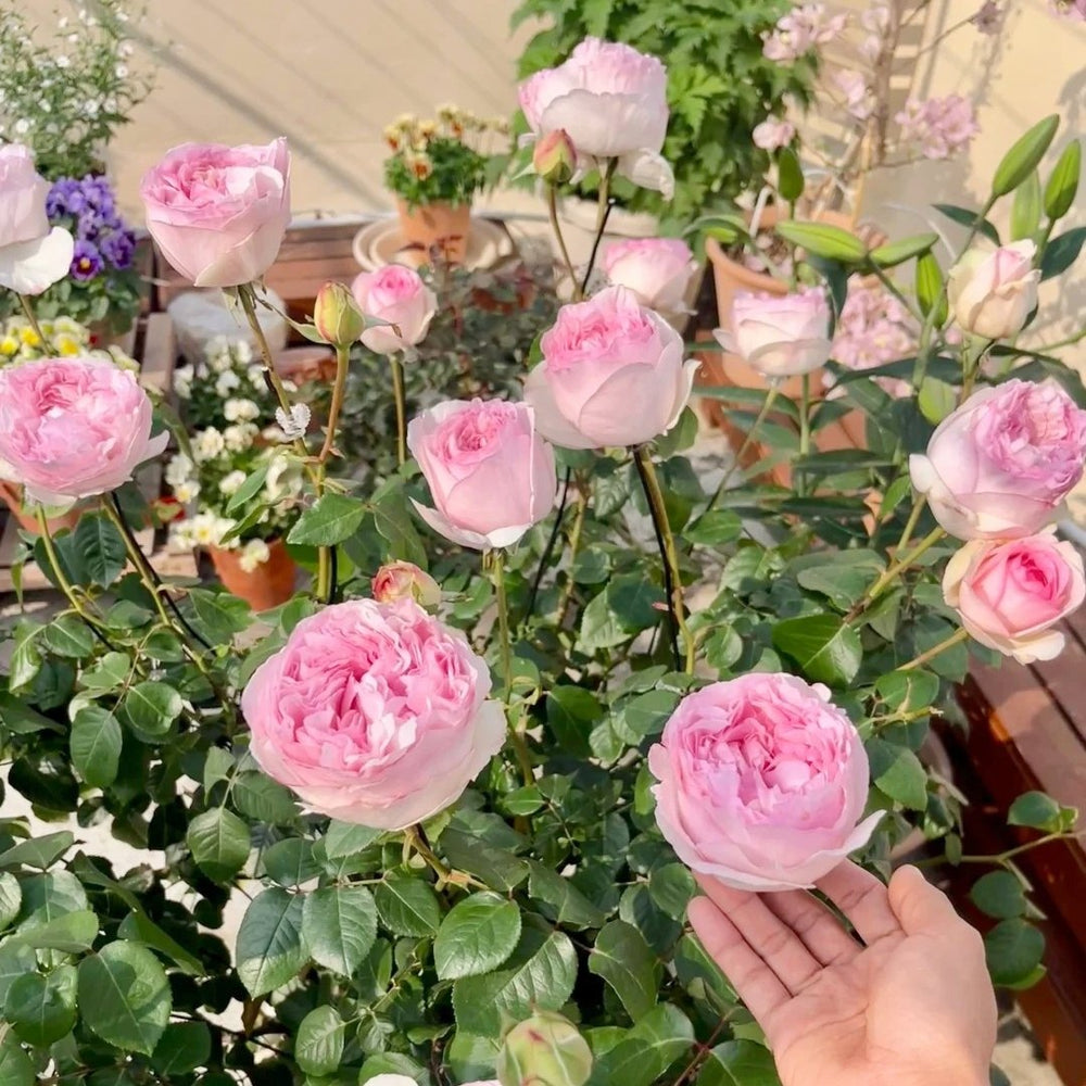 Yves Otome heart Rose Plant|伊芙乙女心 image 7