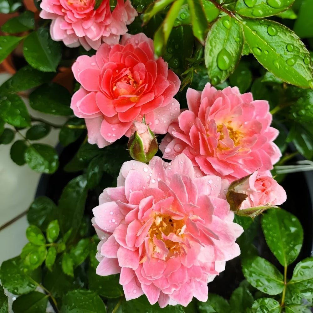 Fragrance King Terrazza Rose Plant｜芳香王阳台 image 7