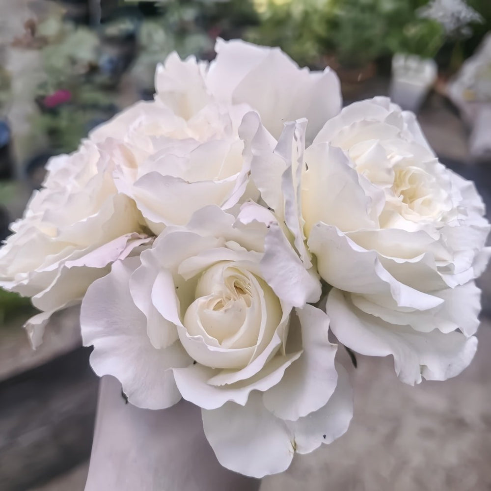 White Meidiland Rose Plant｜白米农 image 7