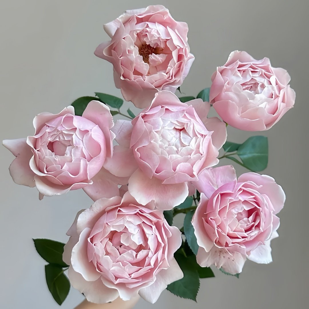 Strawberry Swing Rose Plant|草莓秋千 image 8