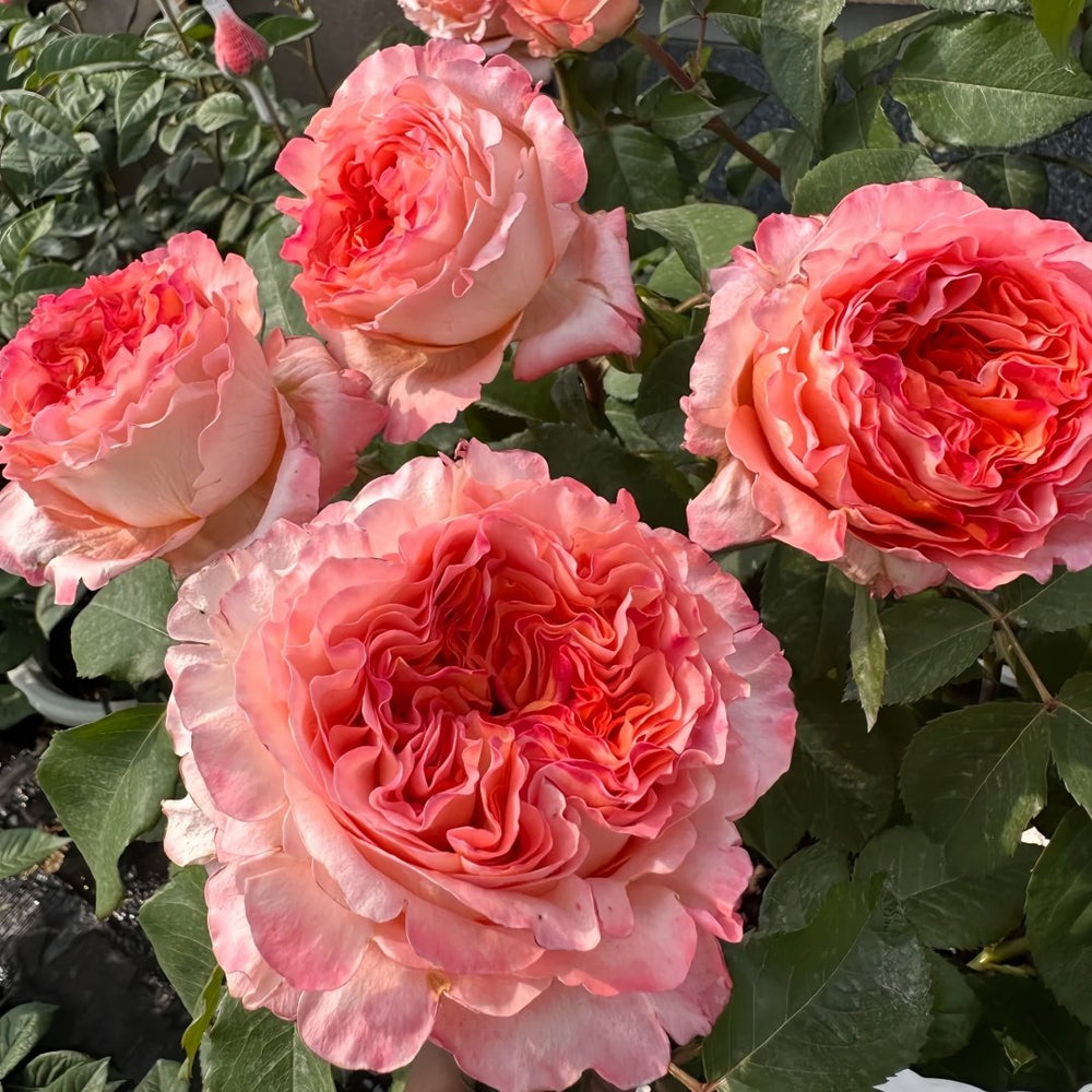 Special Song Rose Plant｜特别情歌 image 2