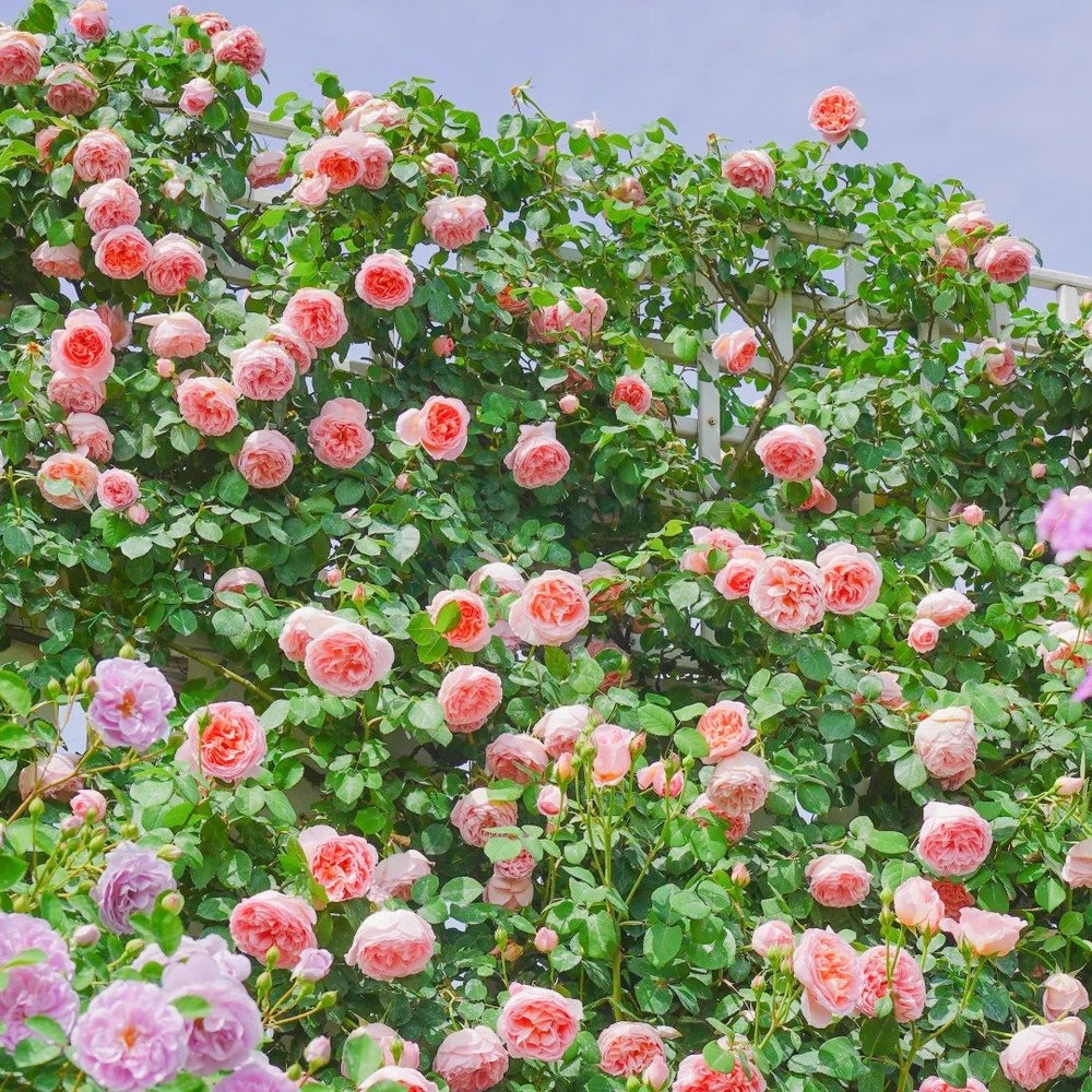 Dames de Chenonceau Rose Plant|舍农索城堡的女人 image 8