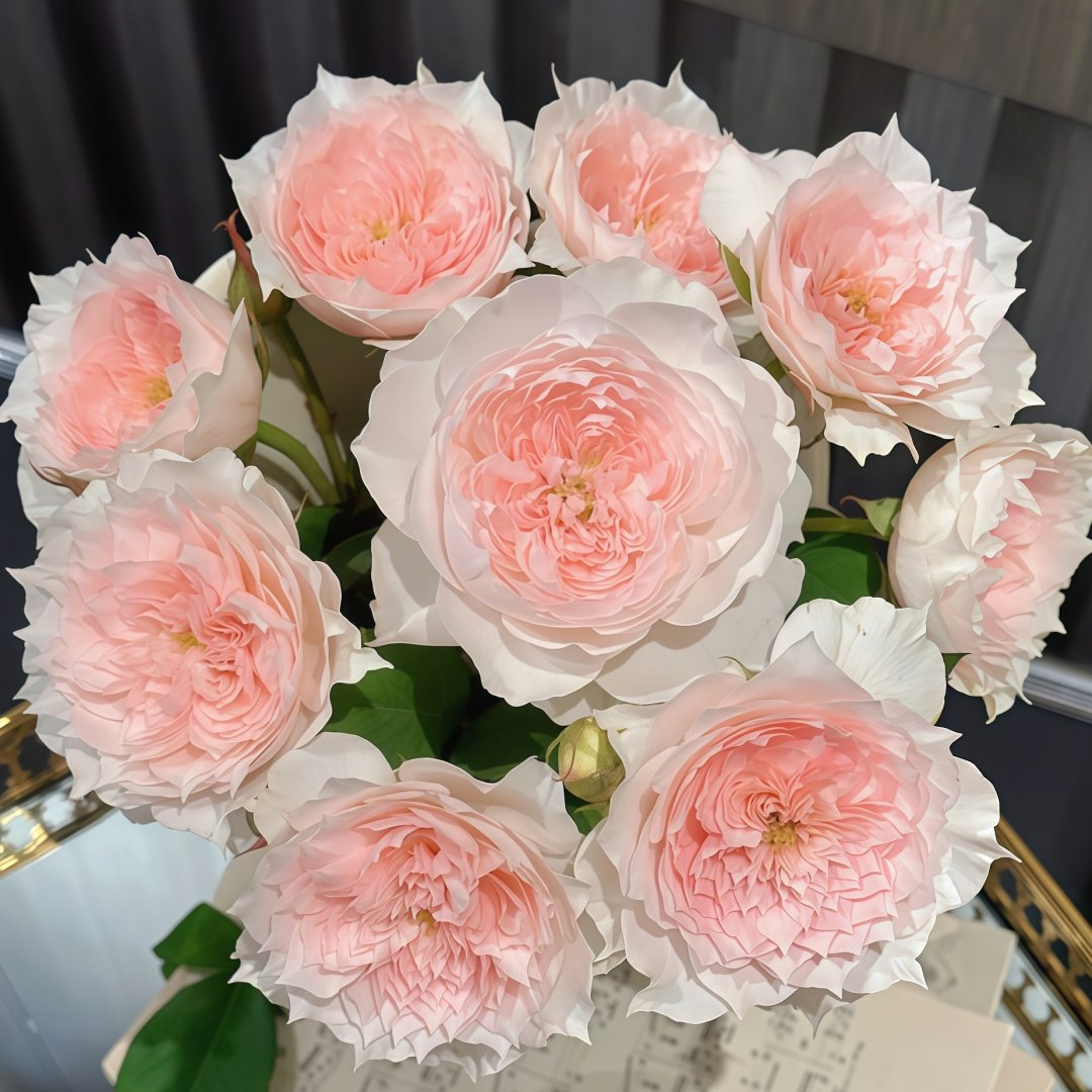 Jiashu Rose Plant|家书 image 5