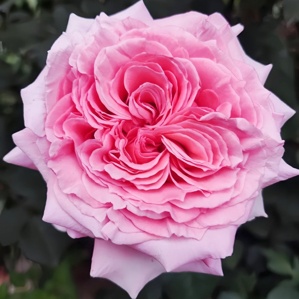 Laurent Cabrol Rose Plant｜劳朗卡布罗尔 image 3