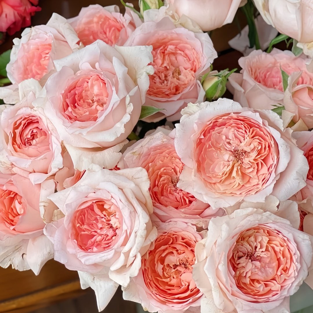 Flow Rose Plant｜涌流 image 9