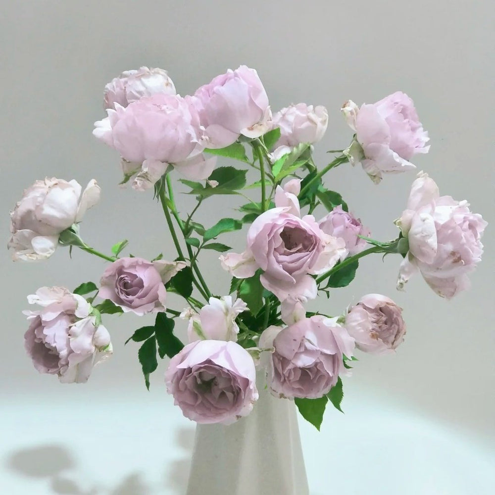 Lucifer Rose Plant｜路西法 image 9