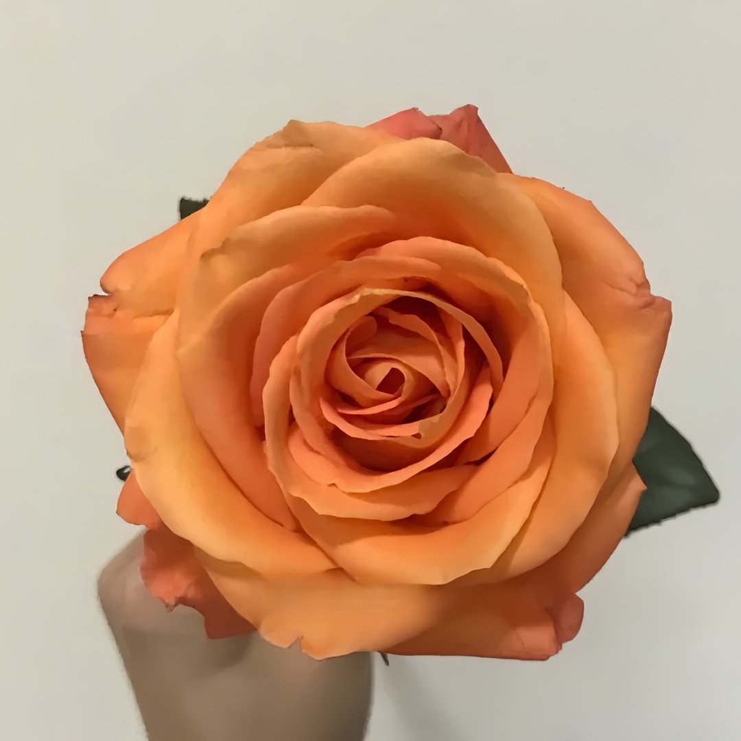 Voodoo Rose Plant｜巫术 image 6