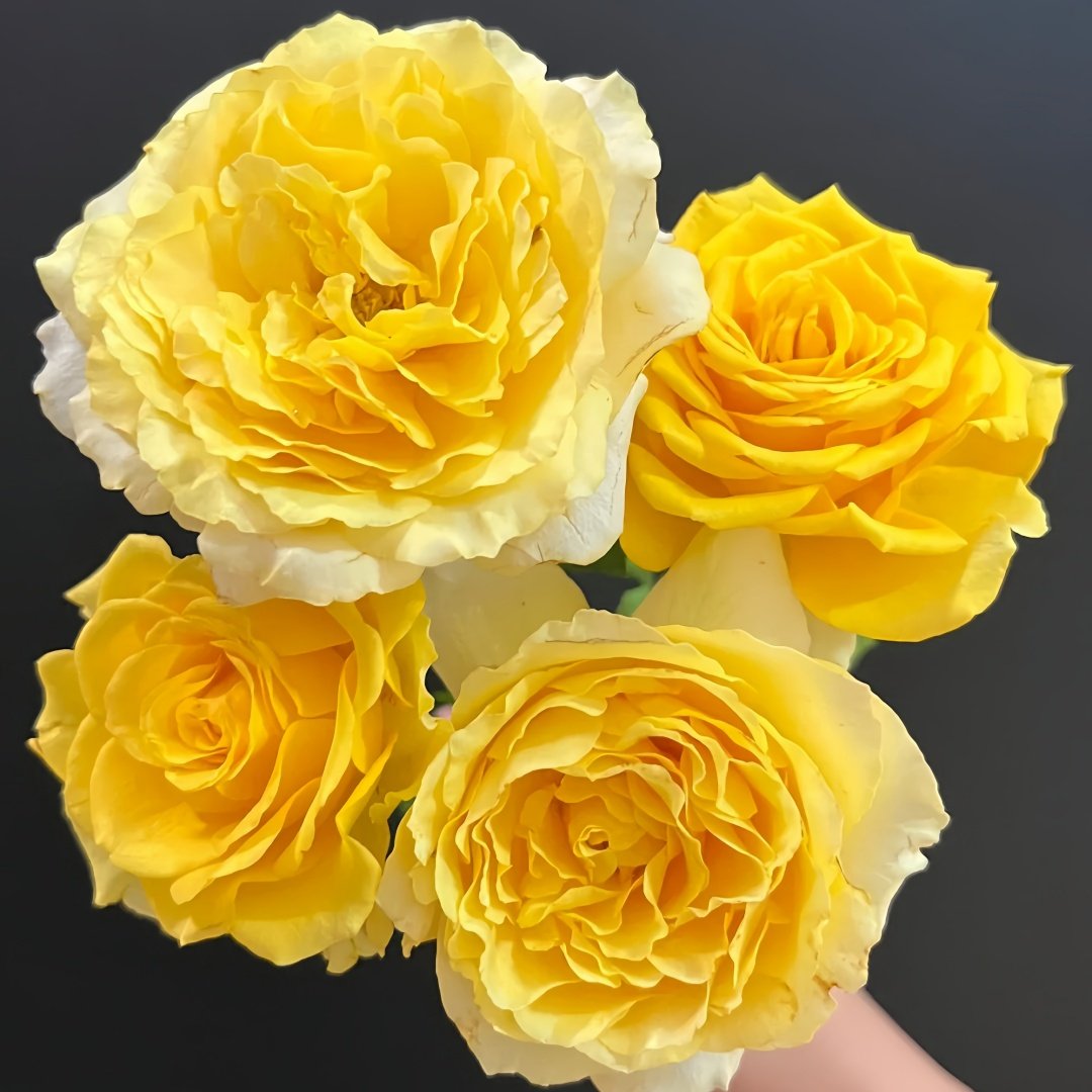 Shell Rose Plant｜贝壳 image 9