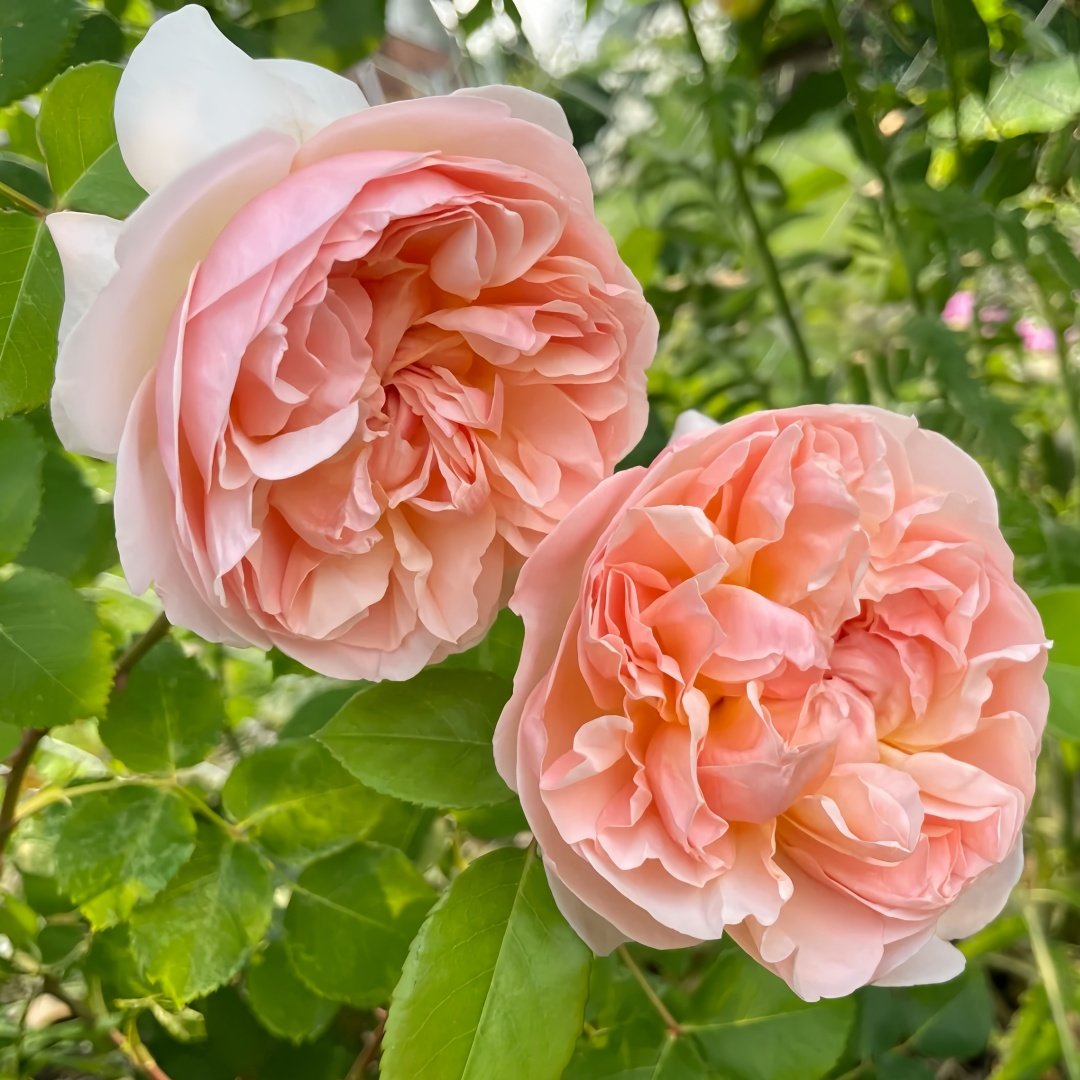 Evelyn Rose Plant｜伊芙琳 image 4