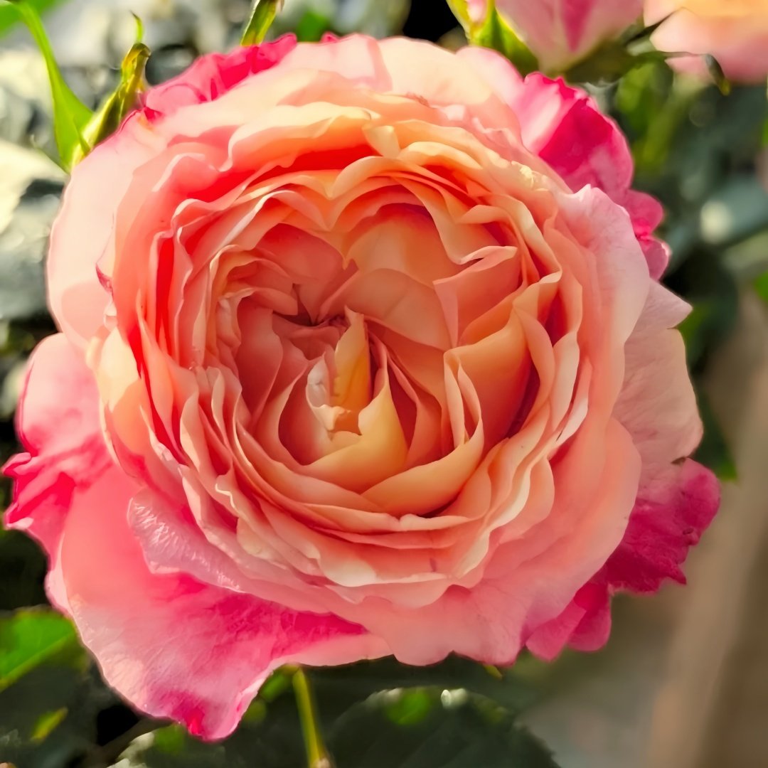 Fire X-pression Rose Plant｜大花美人 image 0