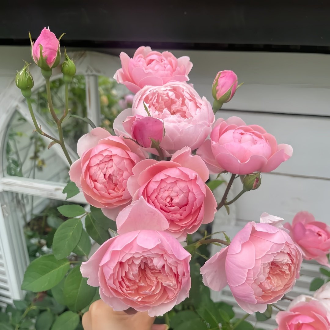 The Alnwick Rose Plant｜安妮克城堡 image 6