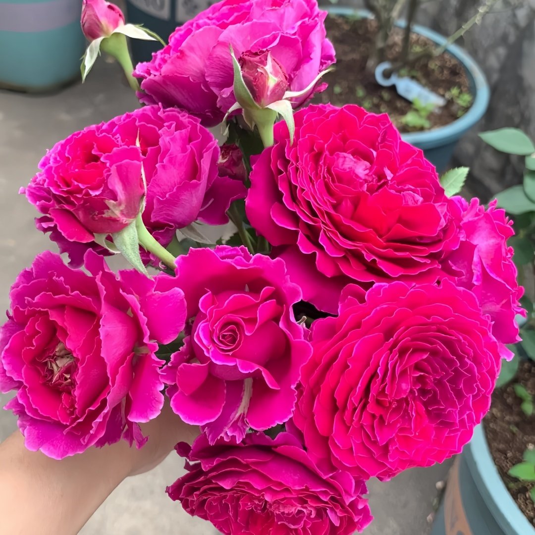 Japanese Ramukan Rose Plant｜草药 image 0