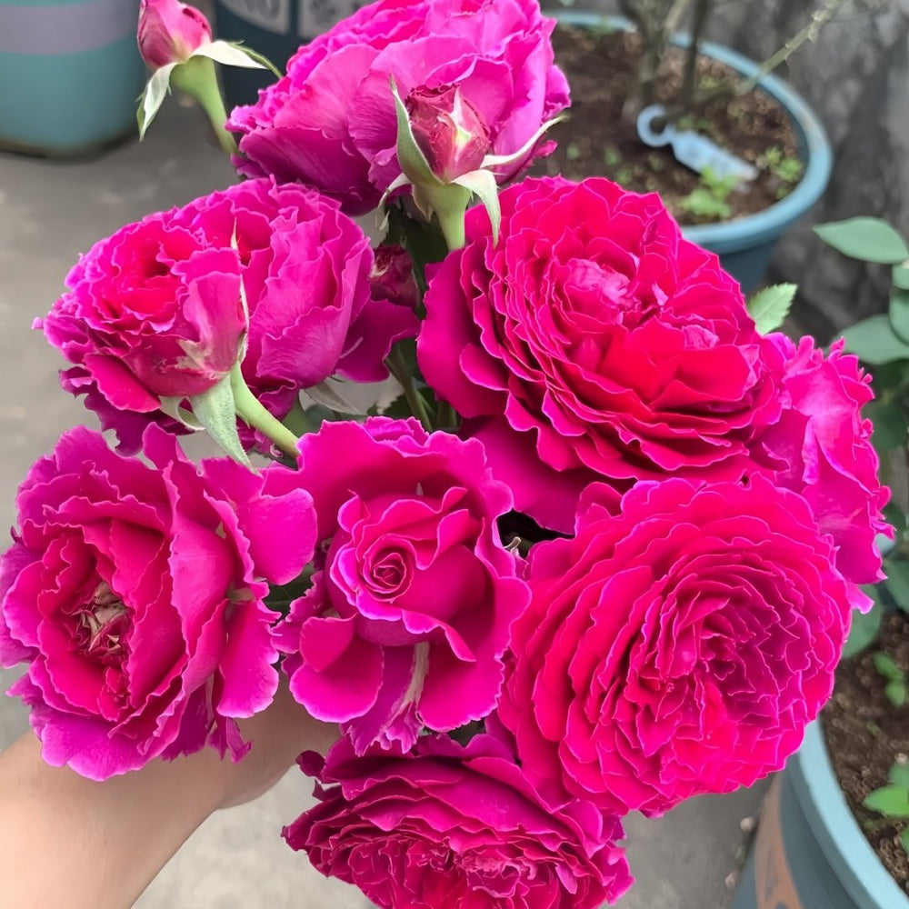 Japanese Ramukan Rose Plant｜草药 image 0