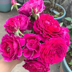 Japanese Ramukan Rose Plant｜草药 image 0