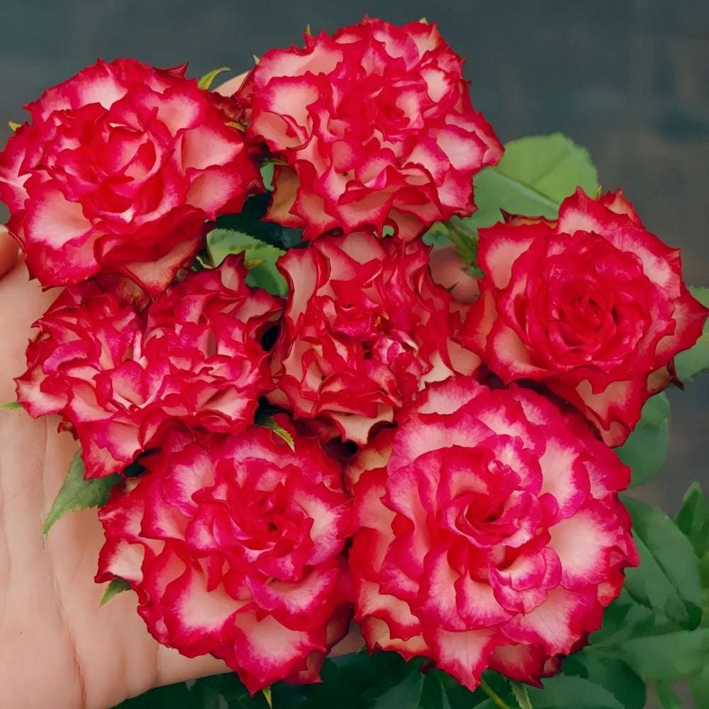 Absurda Rose Plant｜阿巴苏达/荒谬 image 9