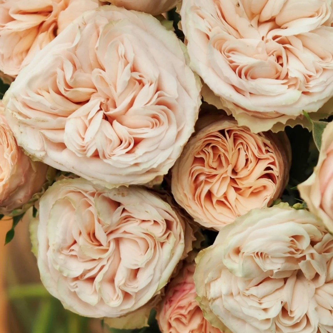 Gentle Trendsetter Rose Plant | 温柔宝藏 image 8